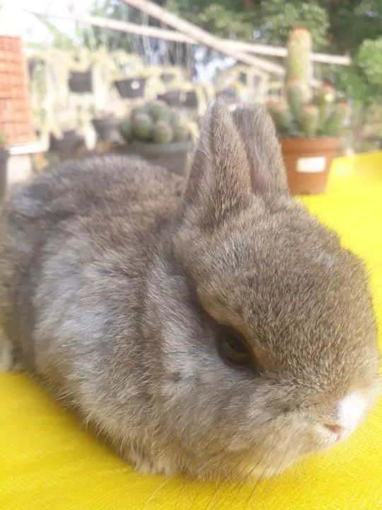 Coelho anão importado  Netherland dwarf 