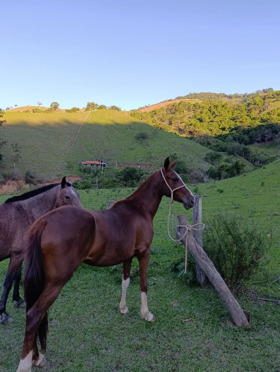 Potra mm registrada  - Foto 5