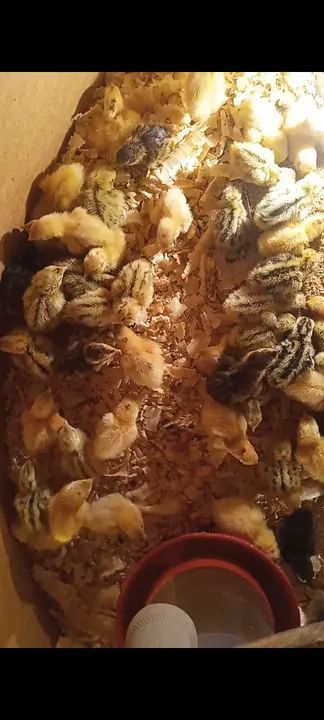 Ovos férteis / ovos galados codornas gigantes  - Foto 3