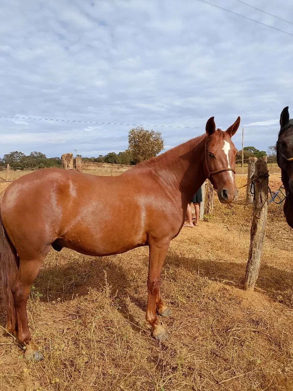 Cavalo avenda - Foto 2