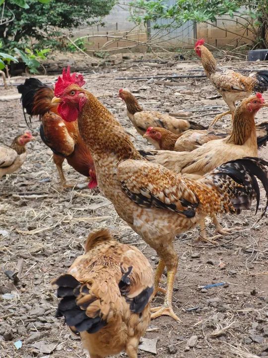 Galo e Galinha - preço a combinar  - Foto 3