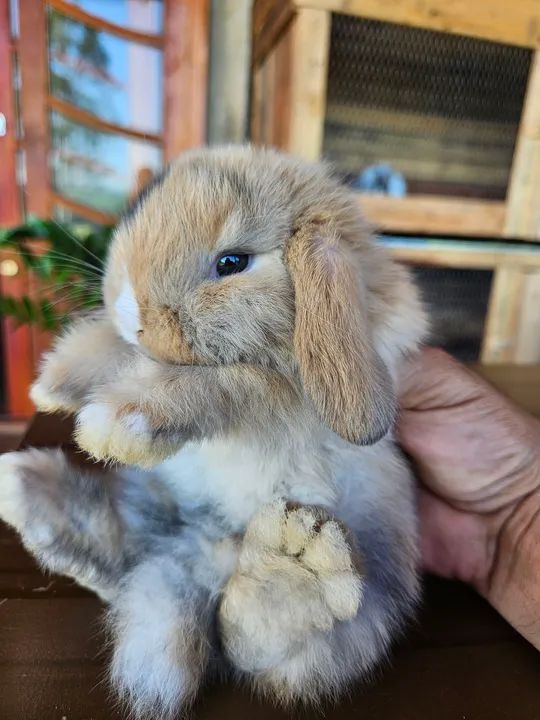 Coelho Mini Lop Uruguaio  (Filhotes)