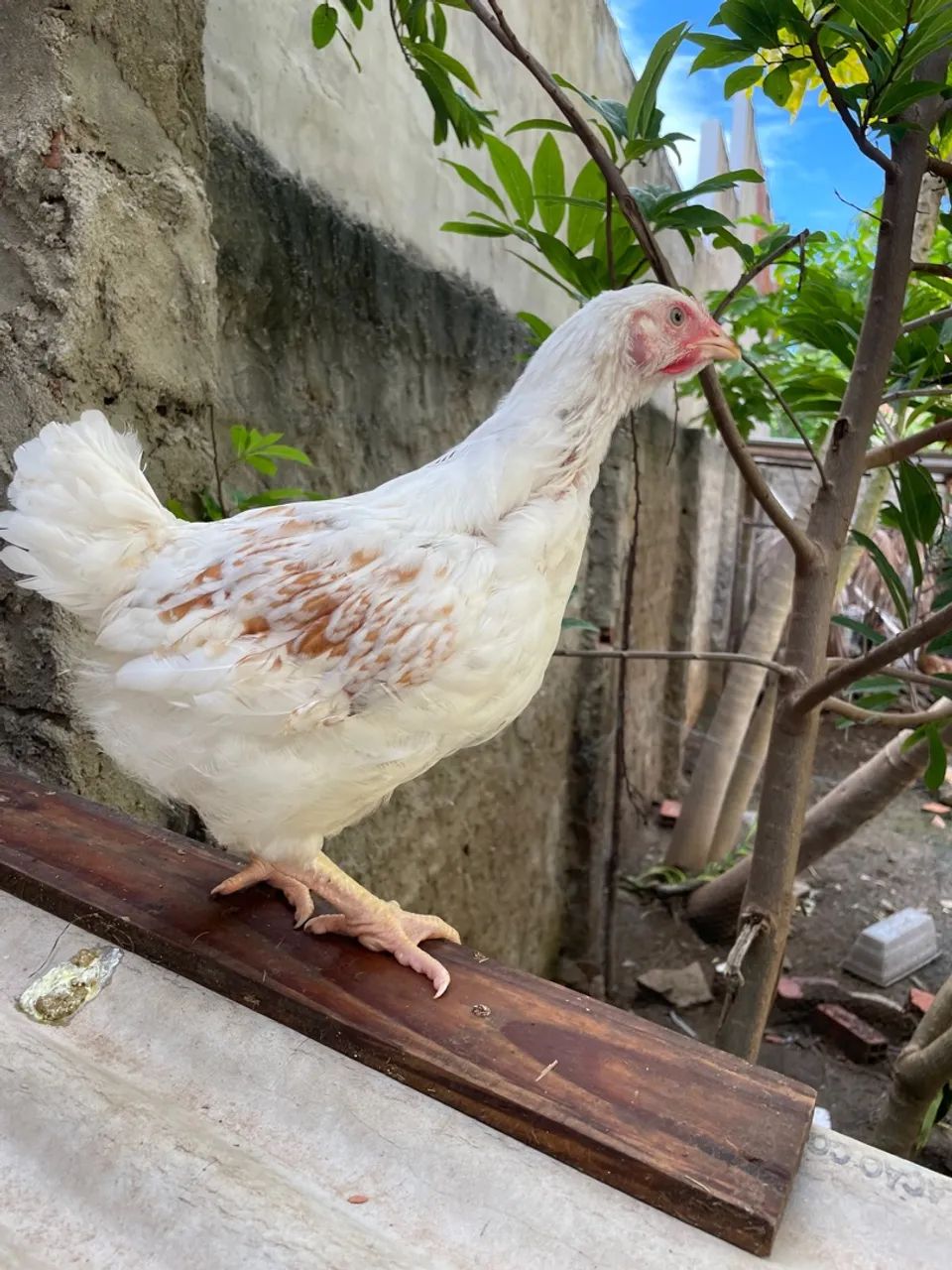 Pintos de galinhas sertaneja balão  - Foto 2