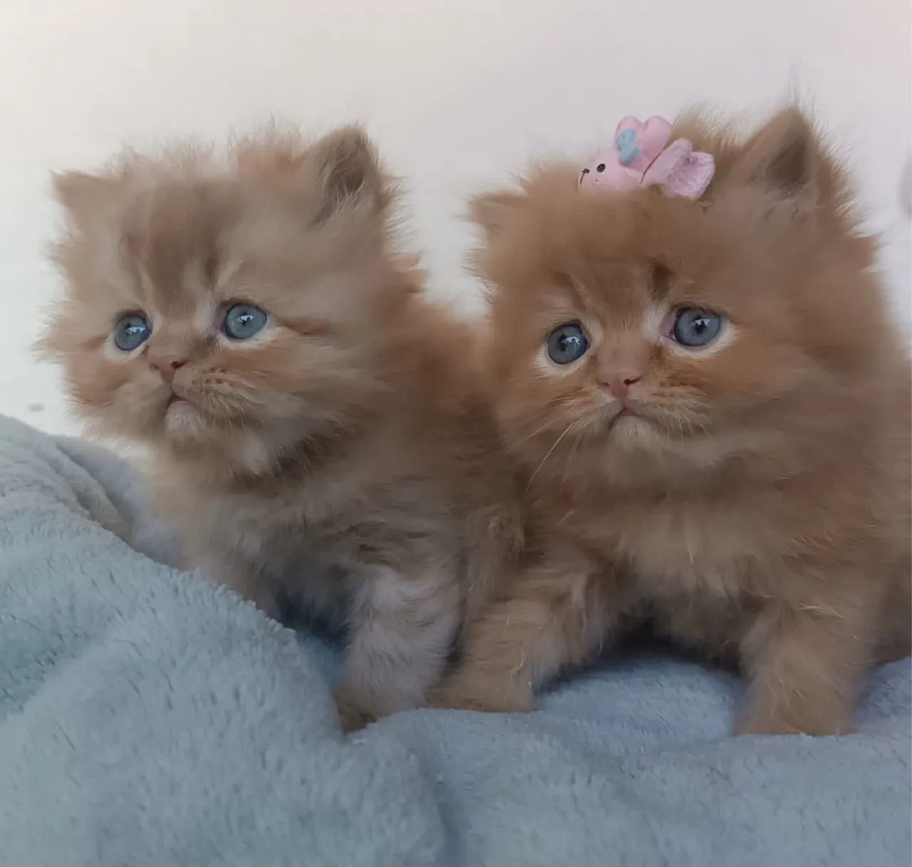 Persa Garantia e Suporte  - Foto 5