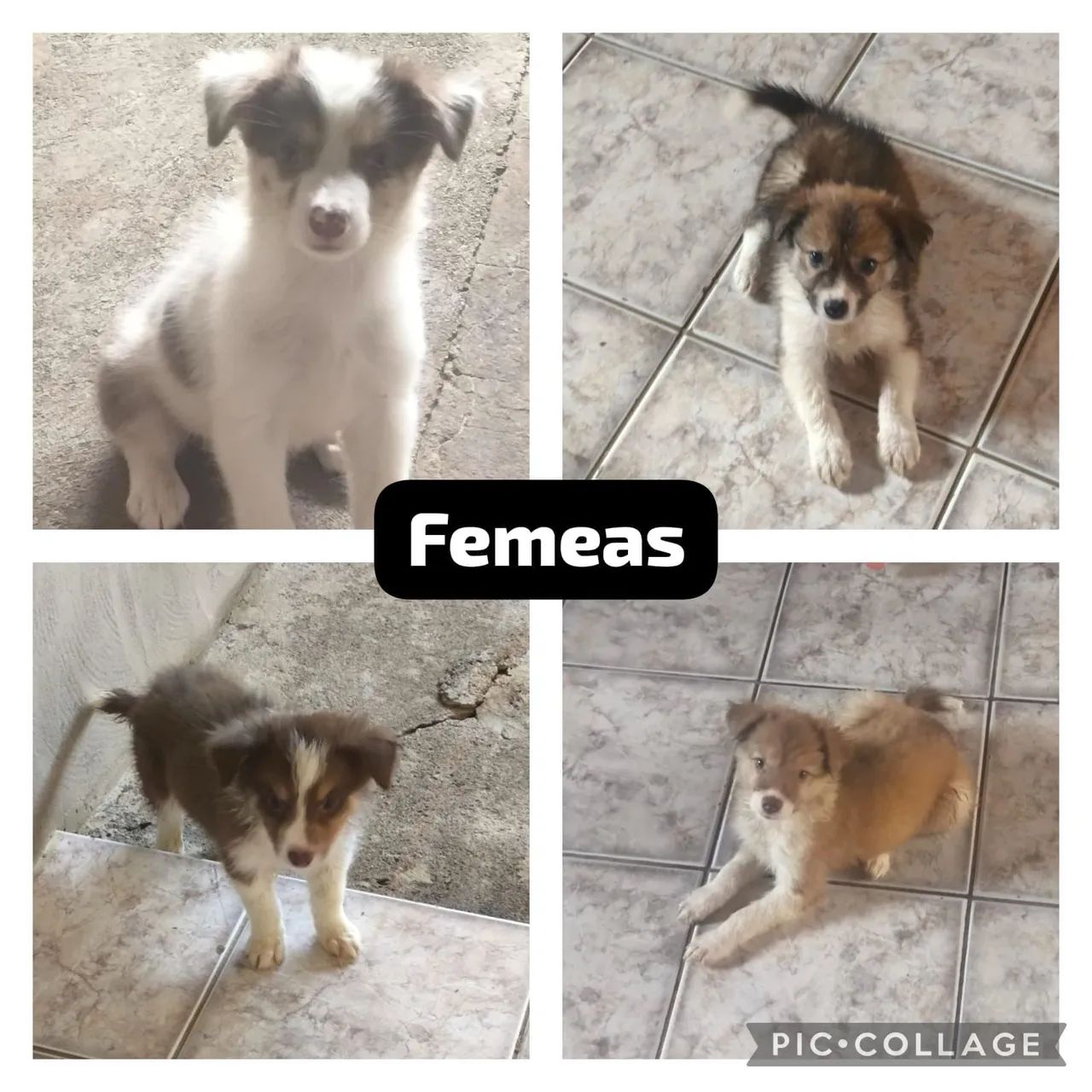 Border collie (atendemos com horário marcado) - Foto 4