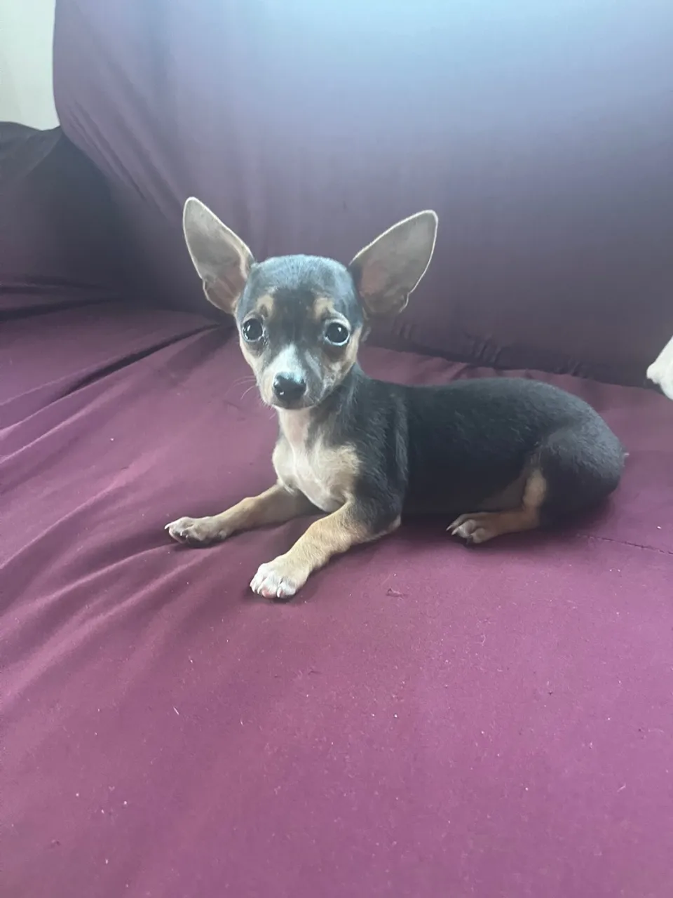 Vende se