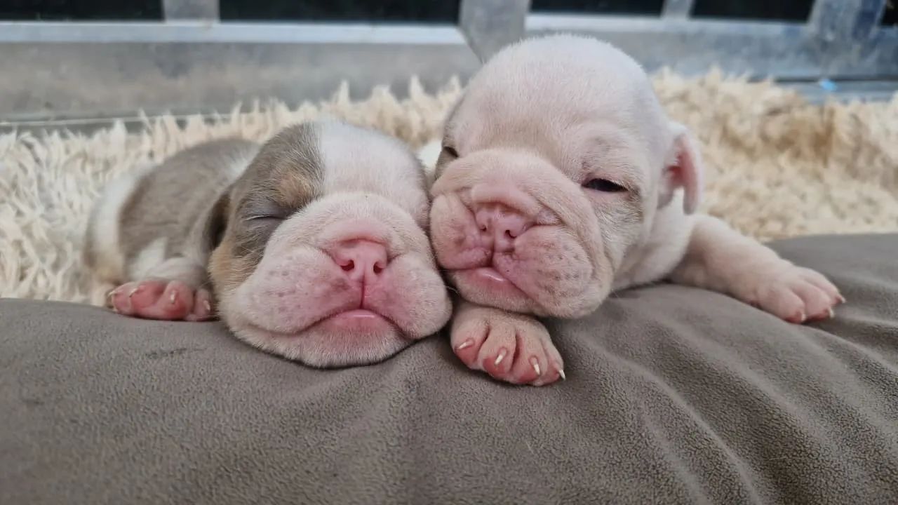Buldogue inglês  - Foto 4