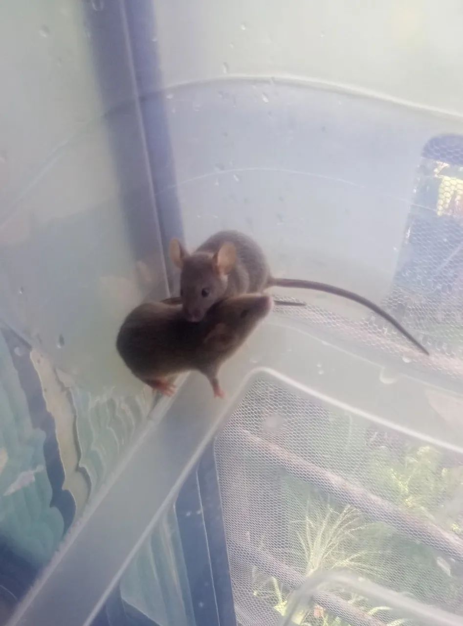 Topodongos cinza64961612370562120