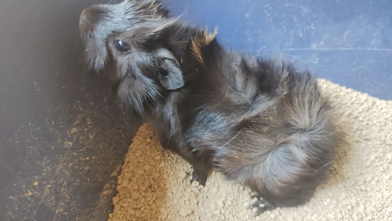 Vendo porquinha da índia 2 meses 50:00 - Foto 3