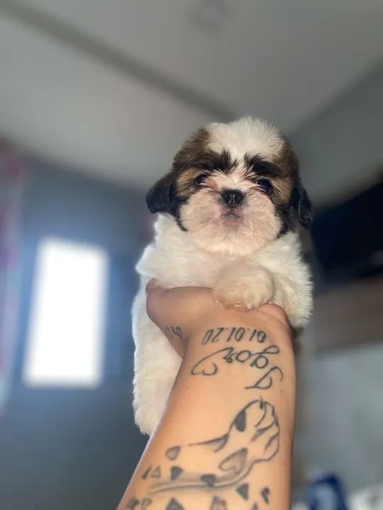 Filhote Shih Tzu - Fofo e Carinhoso