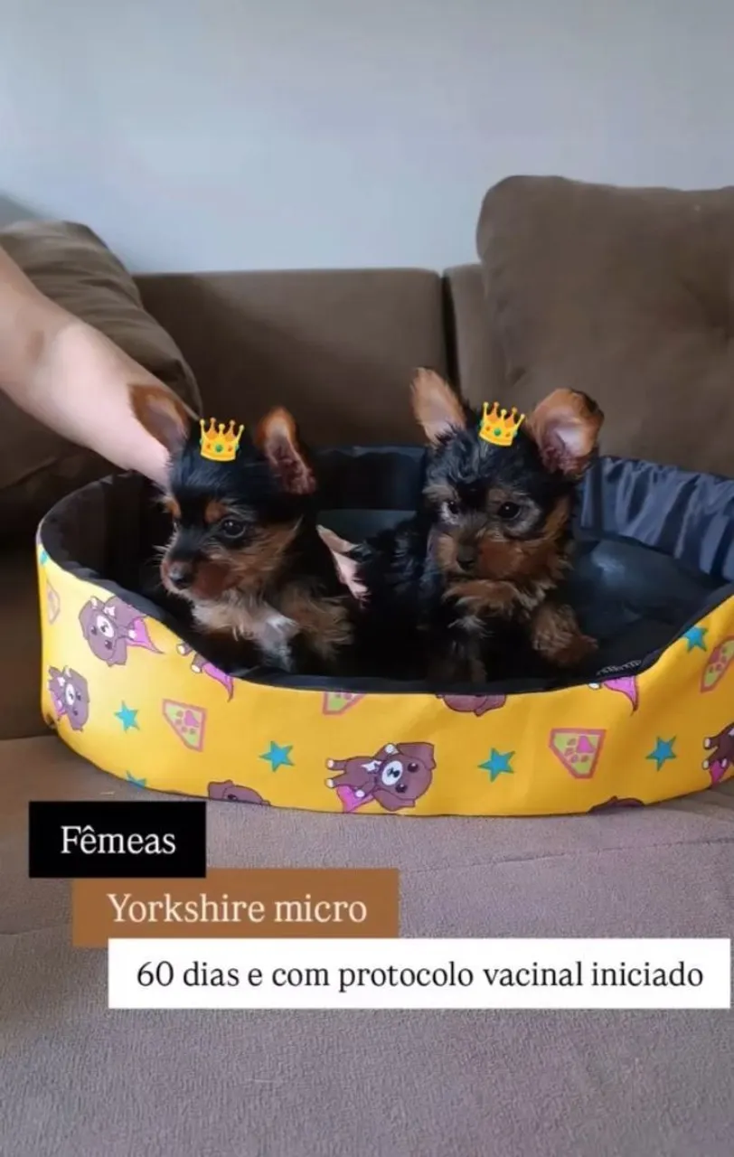 Filhotes de Yorkshire 
