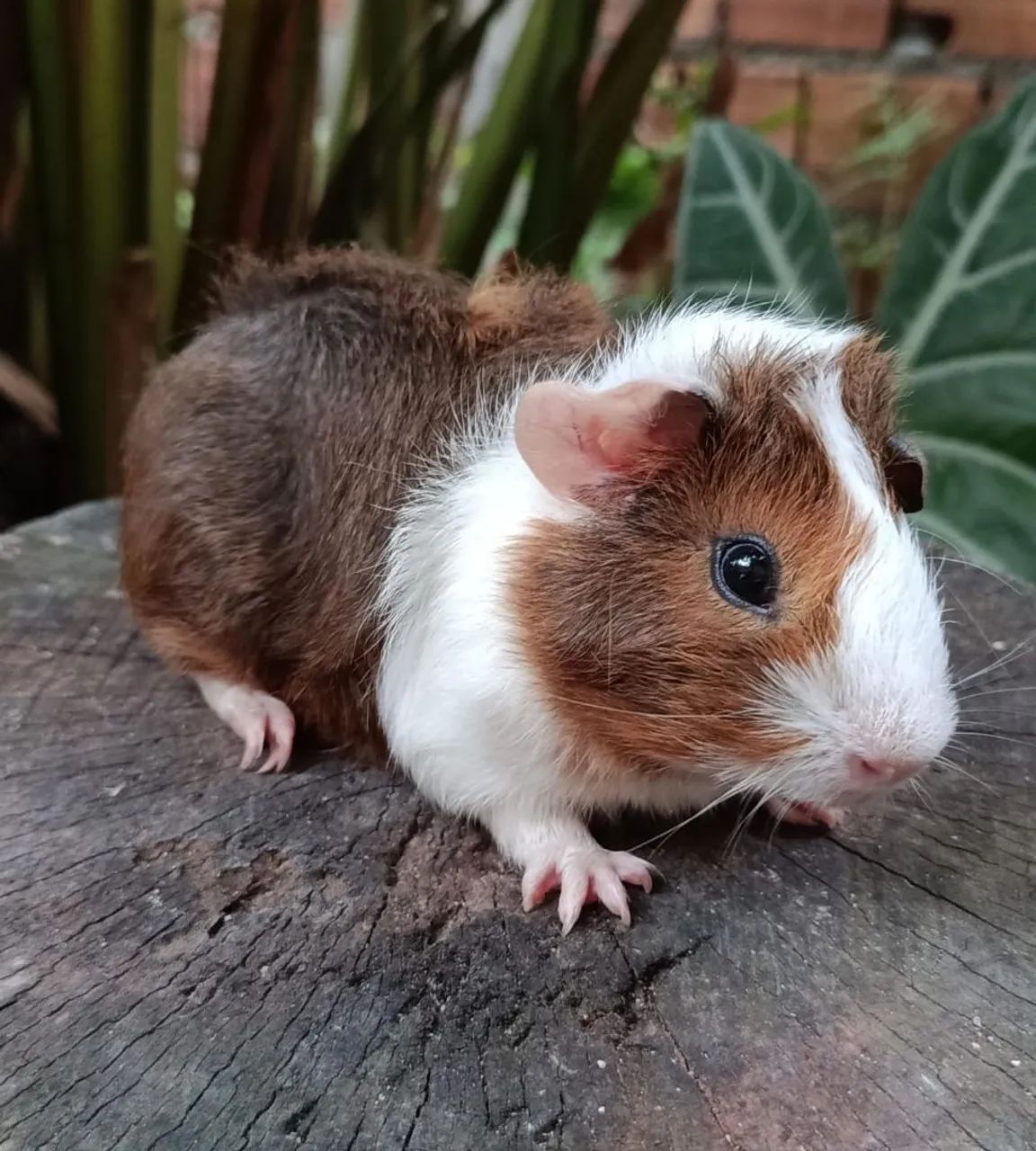 Porquinho da Índia Macho