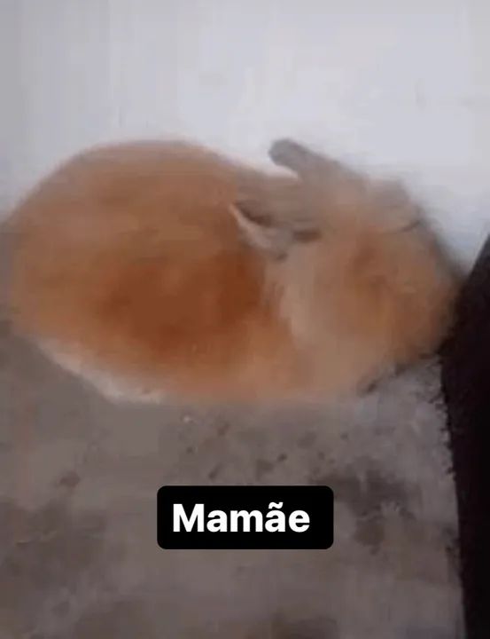 coelhinhos fofinhos angora  - Foto 2