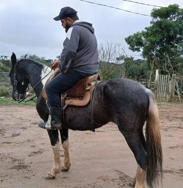Égua linda moura tubiana