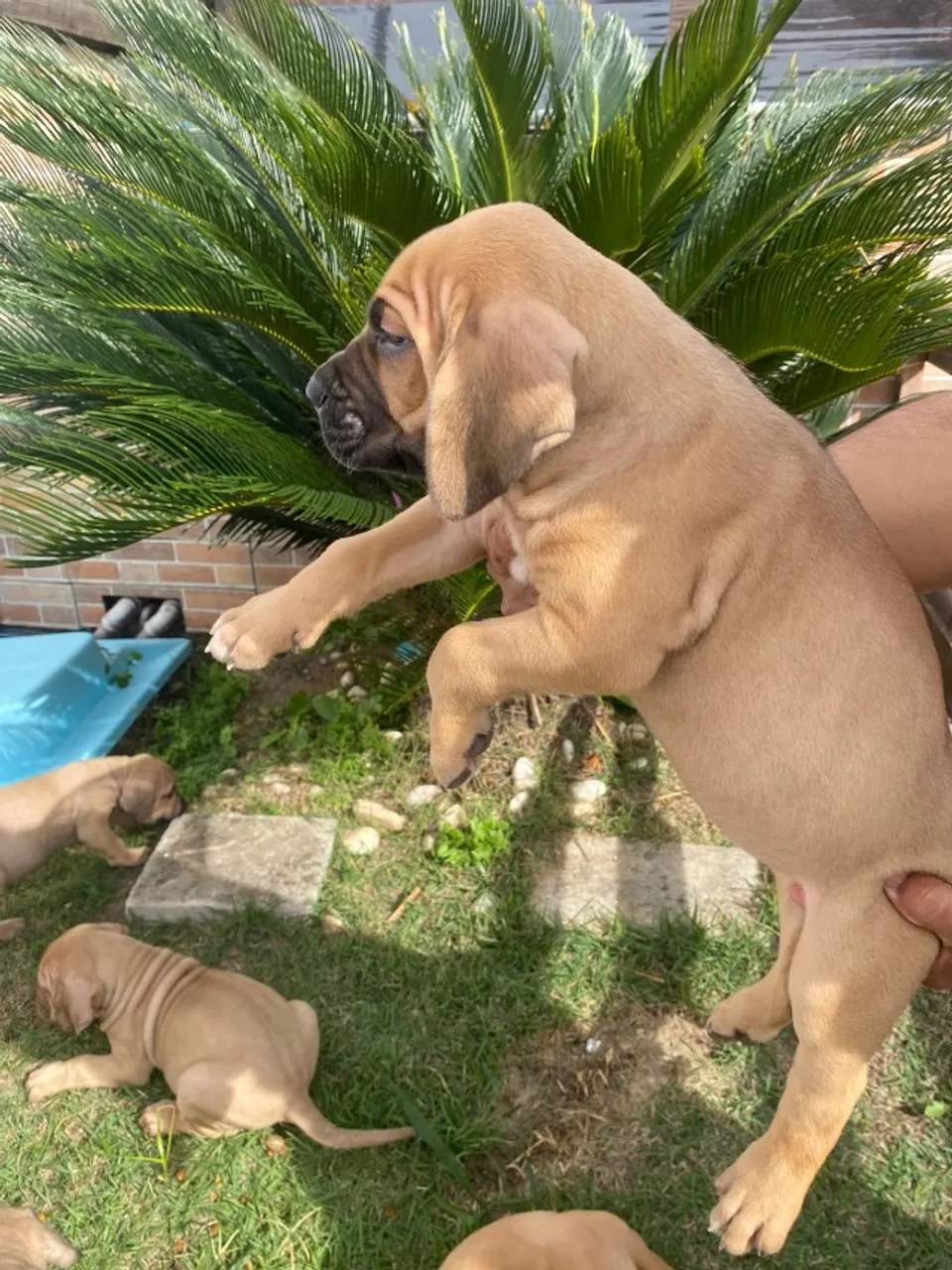 Fila brasileiro