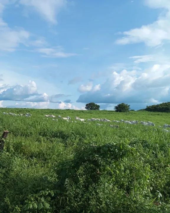 Vendo fazenda em São Domingos do Maranhão! - Foto 3