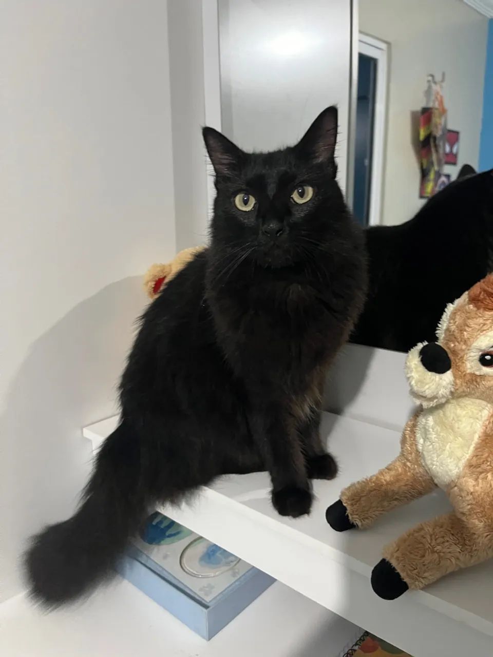 Gatinho fofo para adoção! - Foto 5