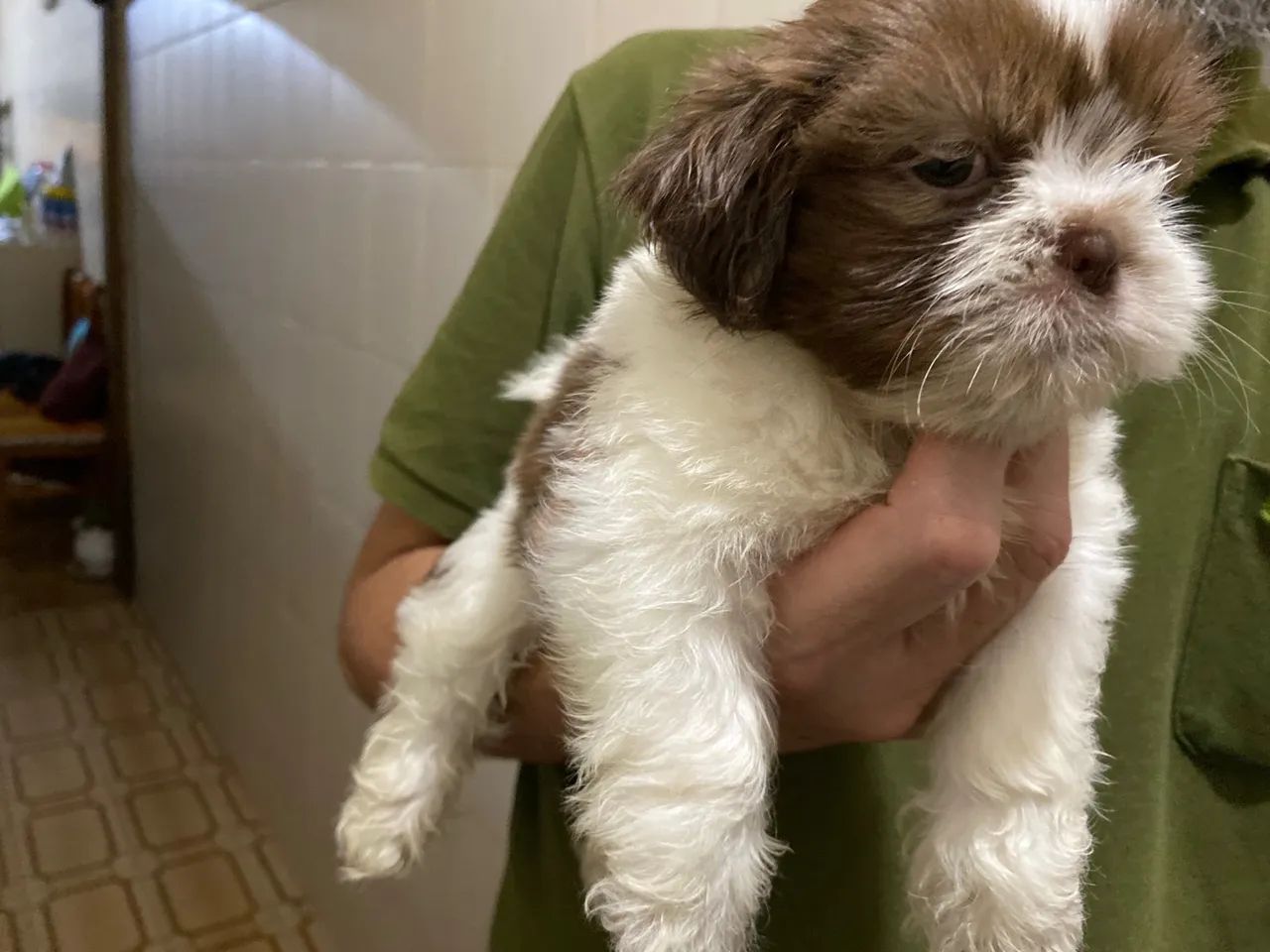 Filhote Shih Tzu - Fofinho e Carinhoso - Foto 3