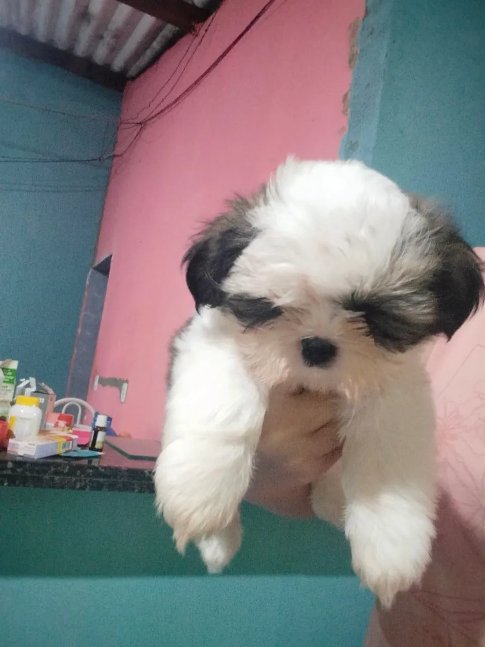 Vendo esse cachorrinho