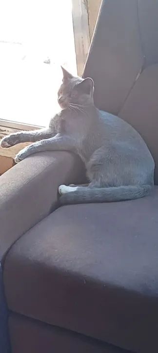 Gato cinza lindo para adoção - Foto 3