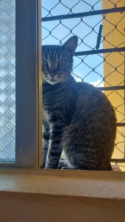 Gatinha castrada para adoção  - Foto 4