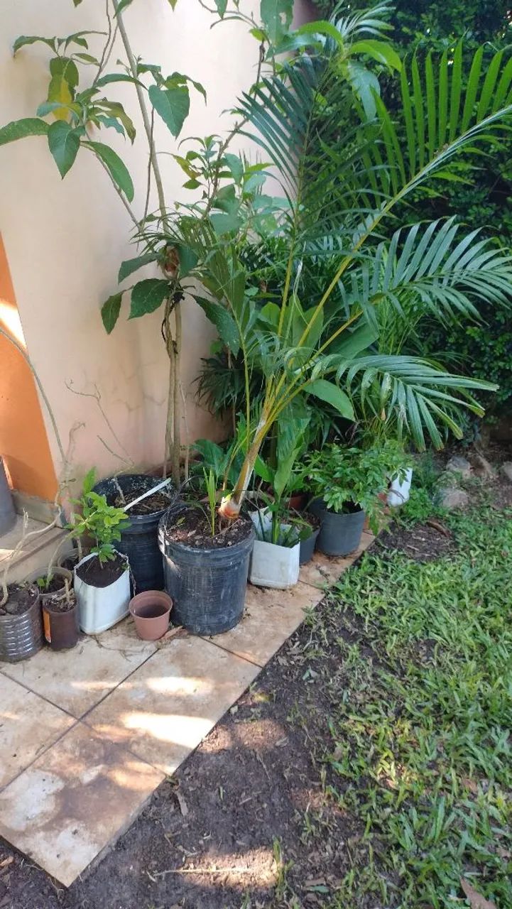 Mudinhas de plantas - Foto 5