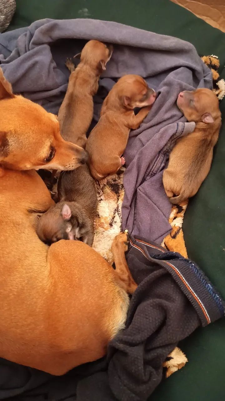 Filhotes de Pinscher 0 - Foto 3