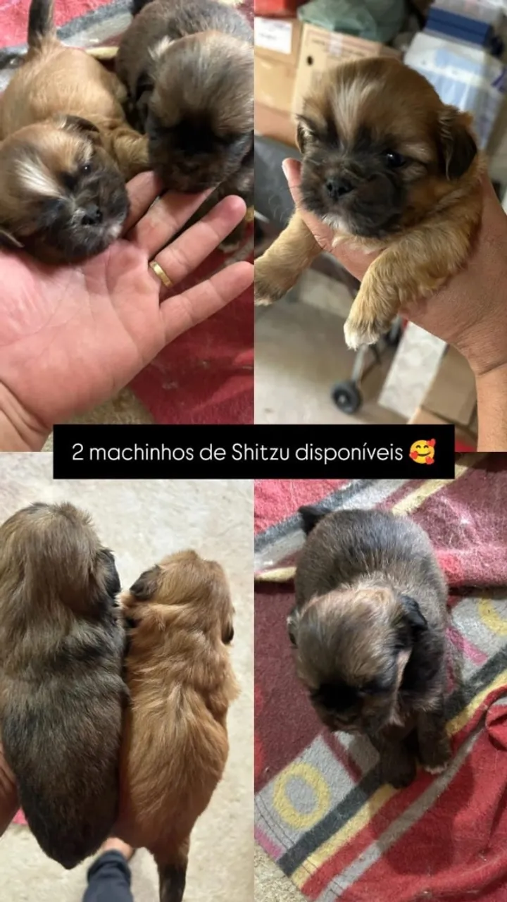 Filhote de shitzu