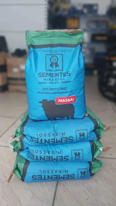 Semente de capim Massai revestida 10kg Mirassol - Safra nova - Foto 2