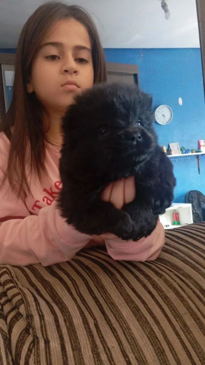 Chow-Chow