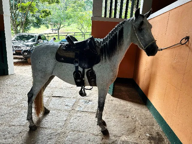 Cavalo Mangalarga Marchador Tordilho de Alta Genética - garanhao mangalarga marchador