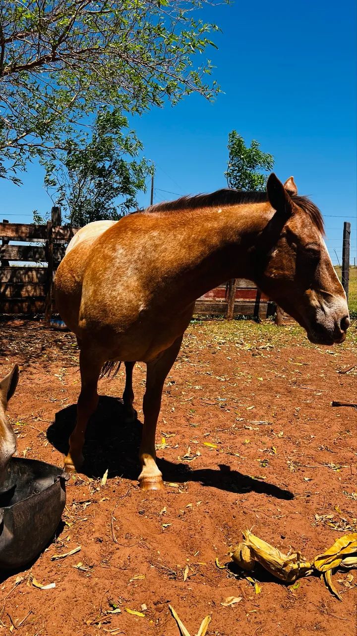 Cavalo Petiço manso  - Foto 6