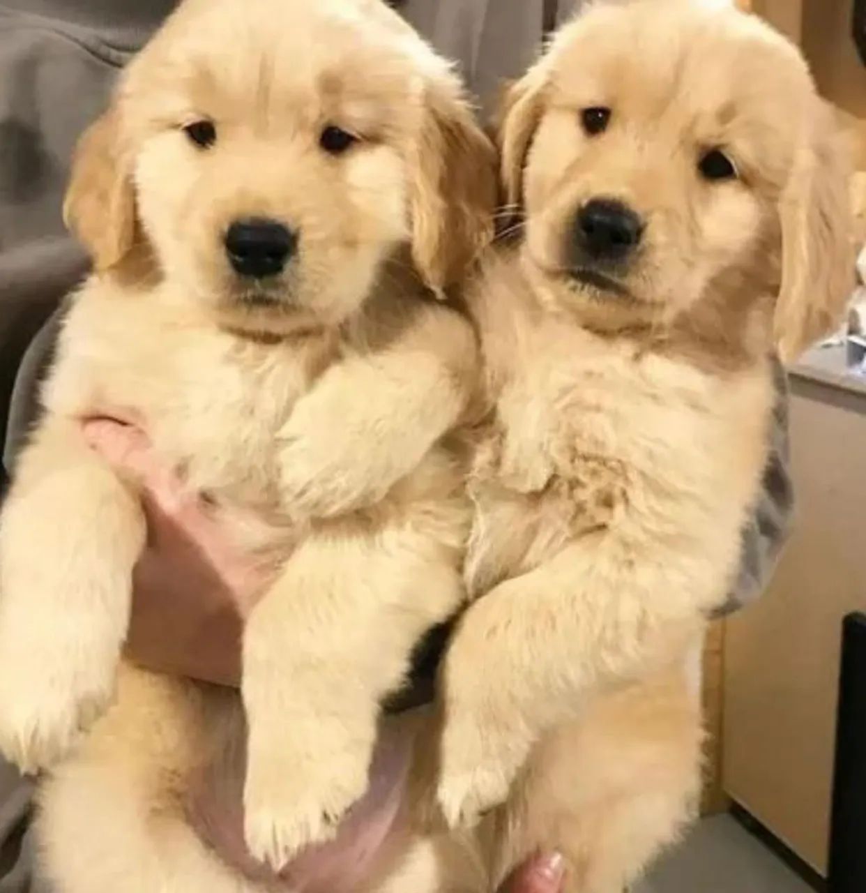 Filhotes Golden Retriever - Foto 4