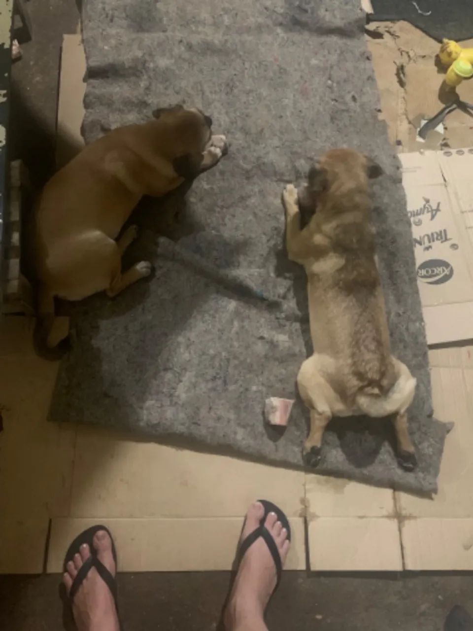 Doação de lindos filhotes raça pequena mistura de pug  - Foto 3