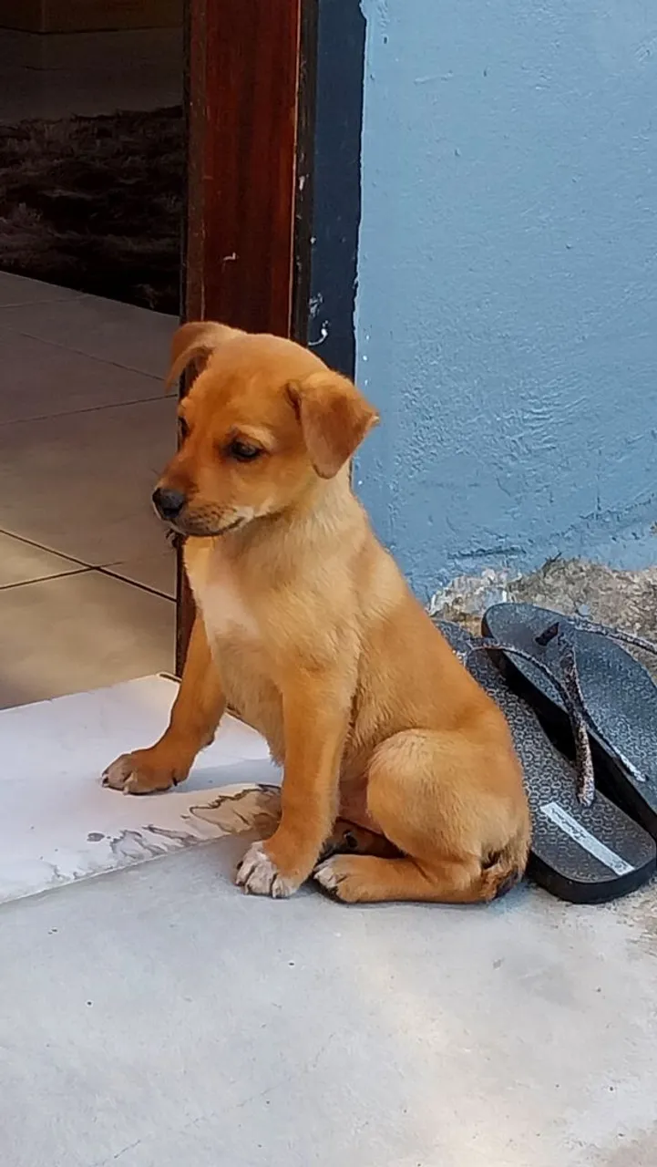 Cachorra para adoção