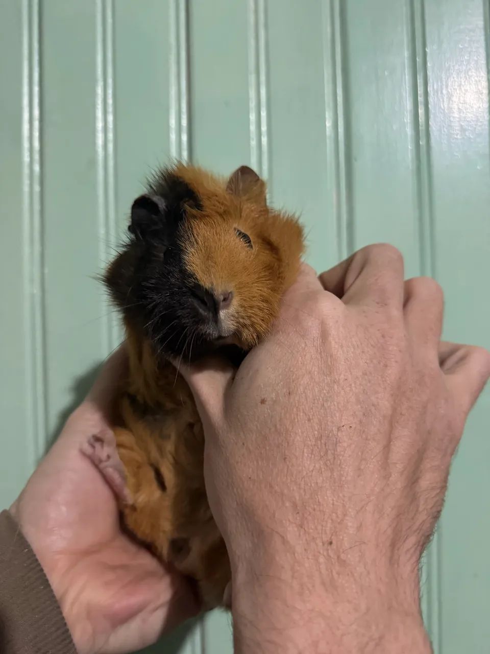 Porquinhos da índia 64319319510402122