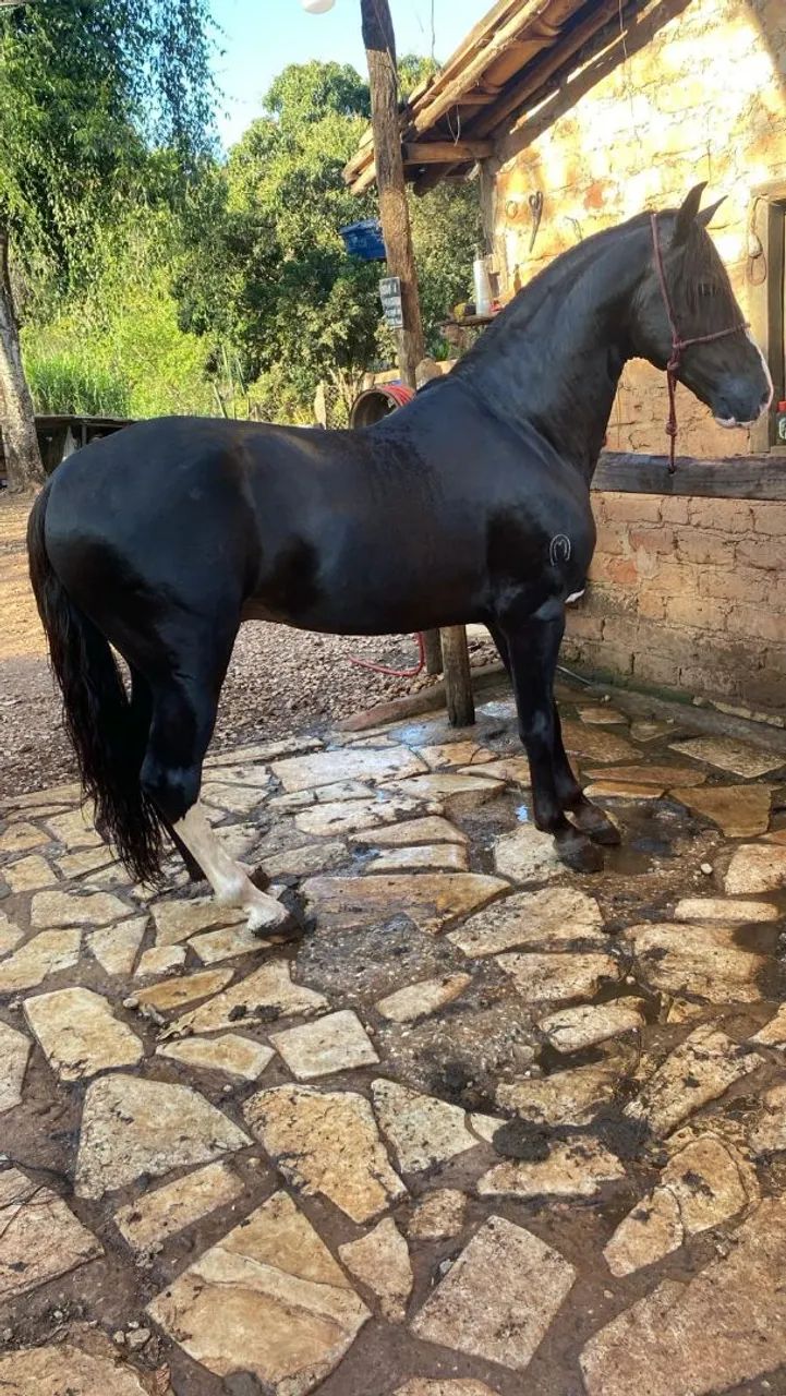 Mangalarga marchador  - Foto 4