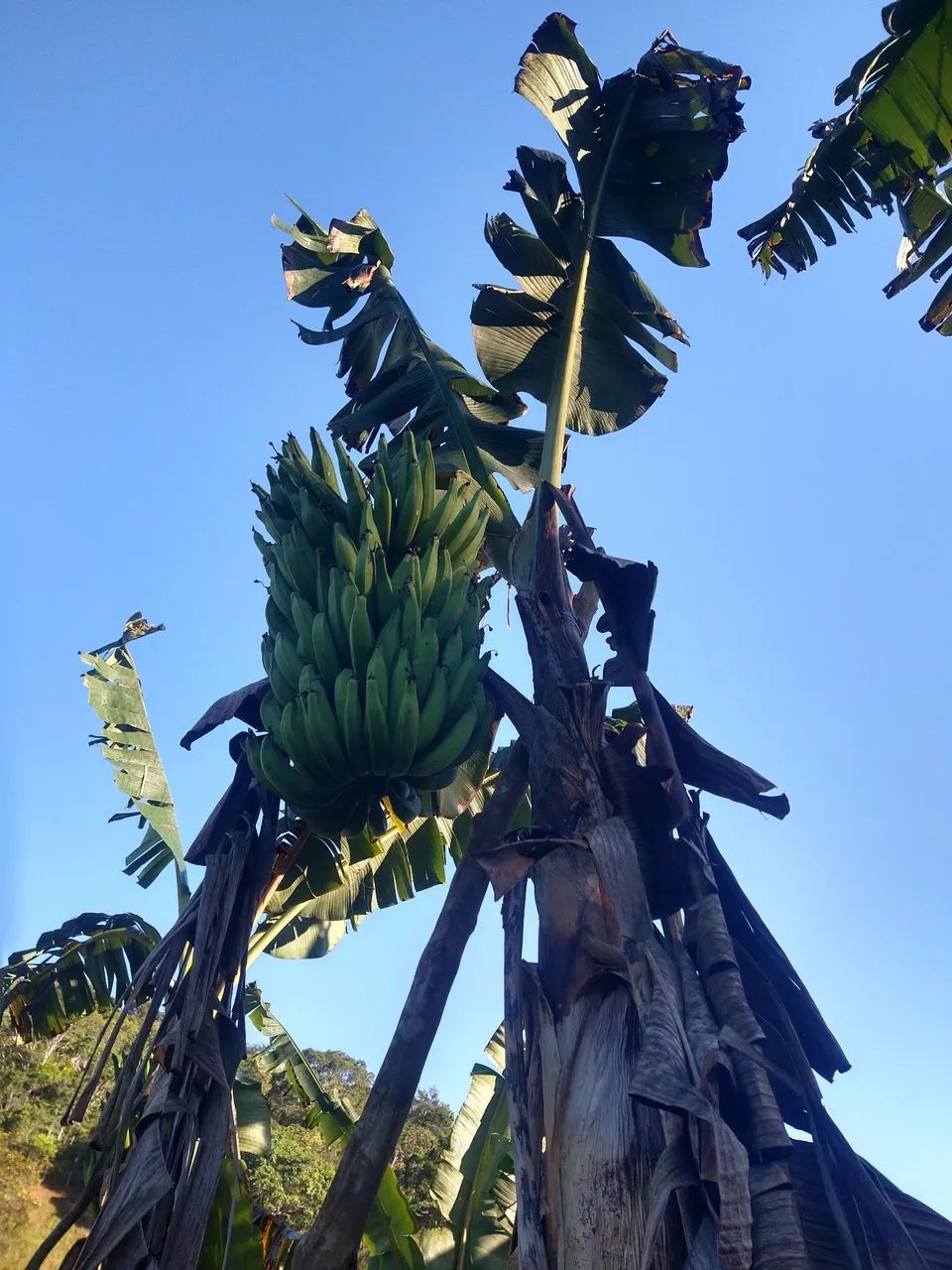 Muda banana da terra  - Foto 5