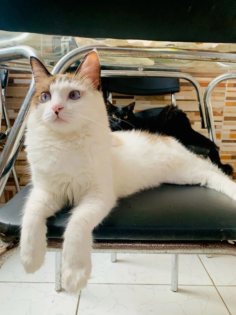 Gatinho fofo para adoção! - Foto 6