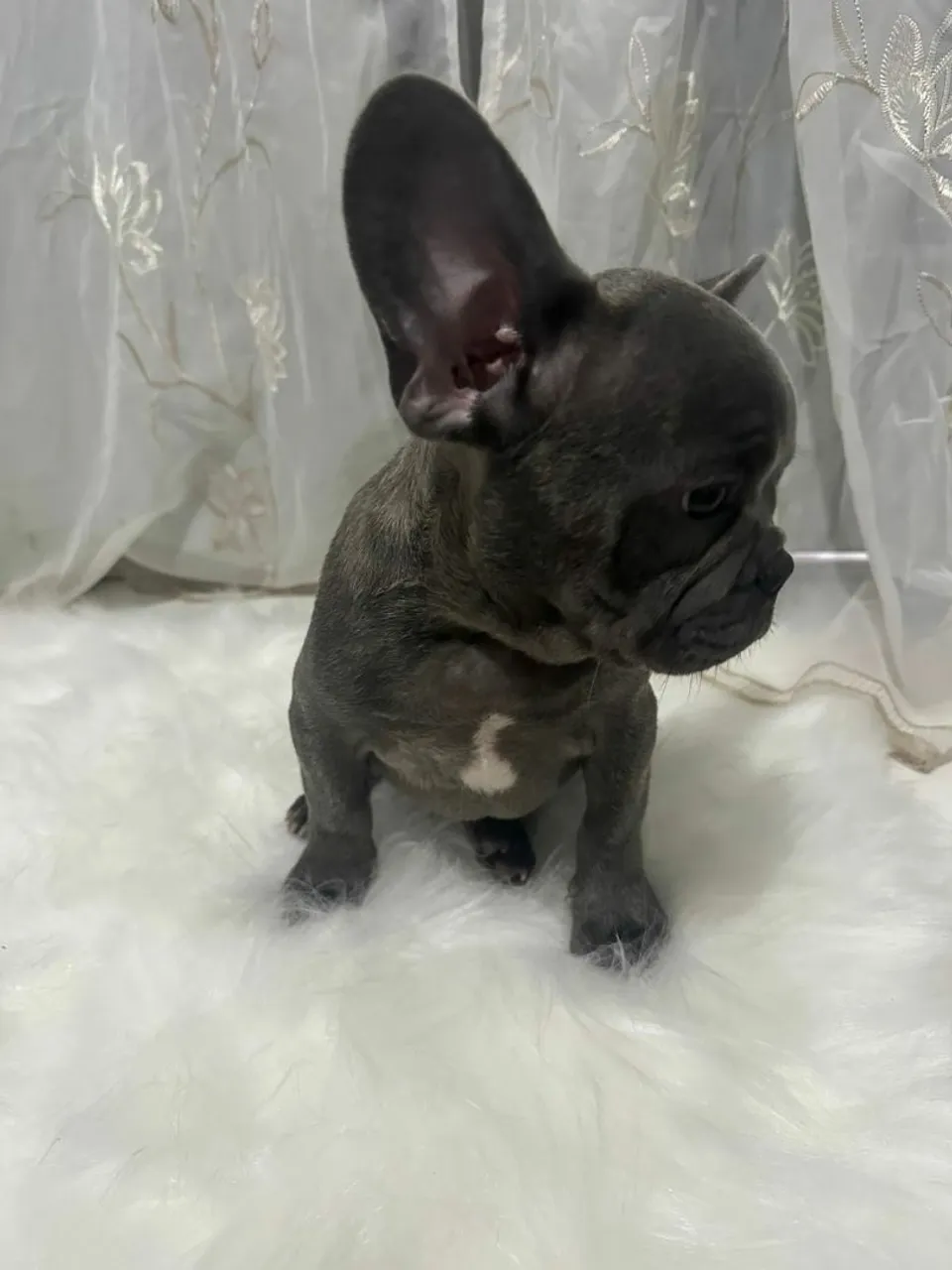 Filhote de Bulldog Francês - blue