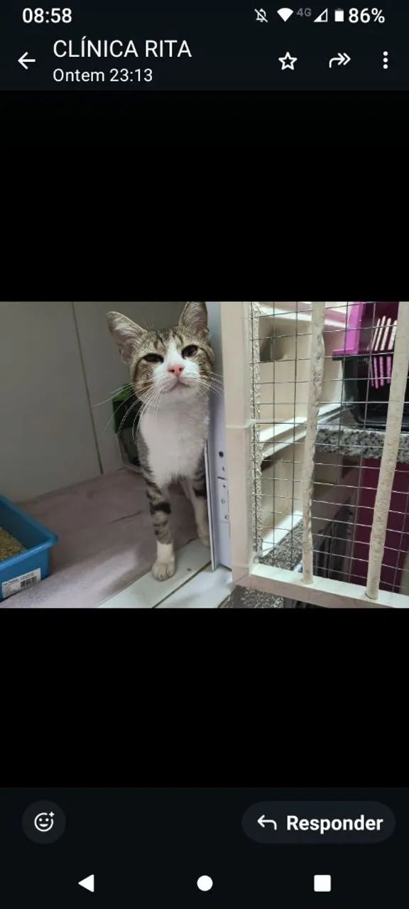 Gato disponível para adoção - Foto 3
