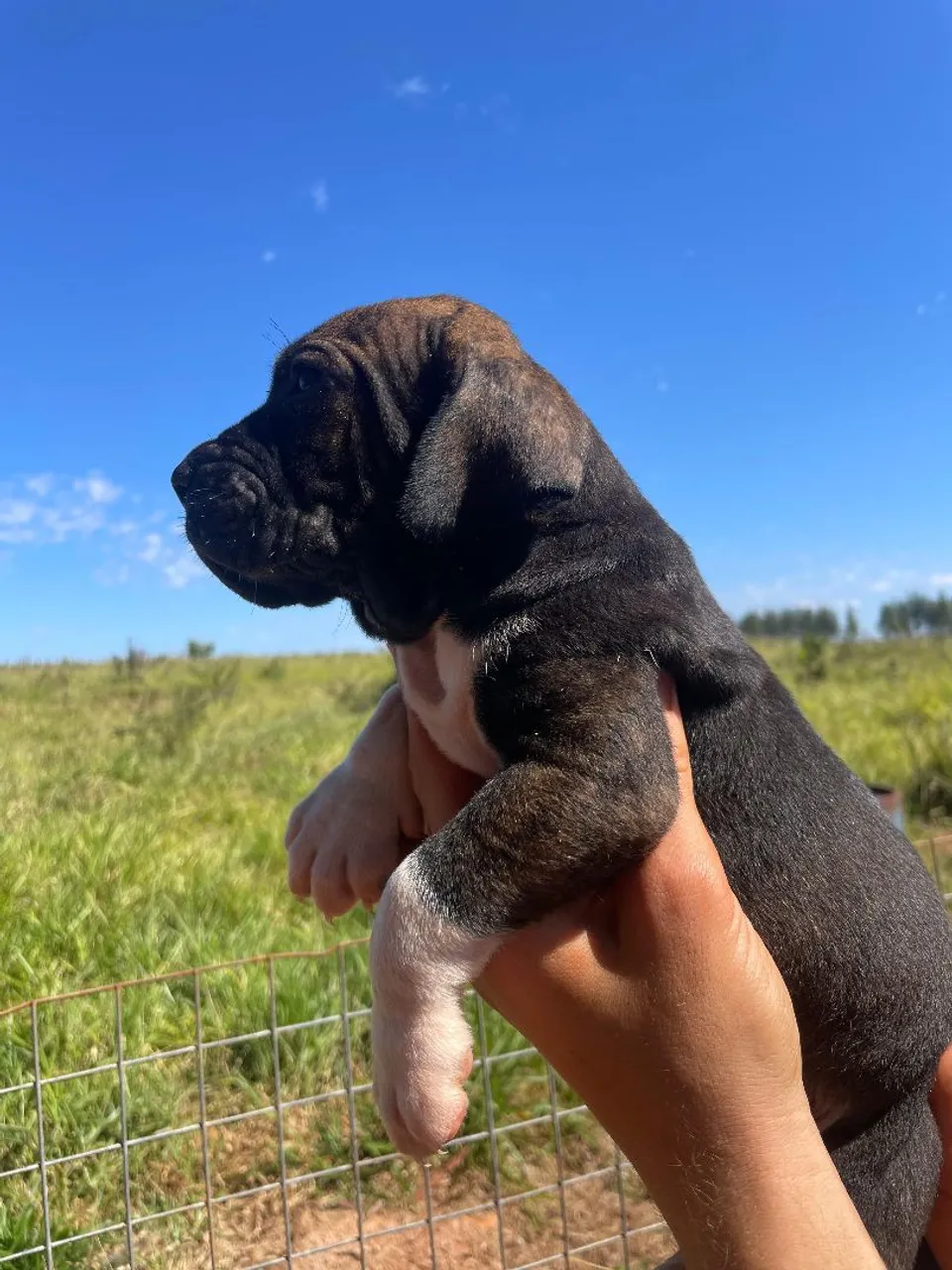 Filhote de fila brasileiro!