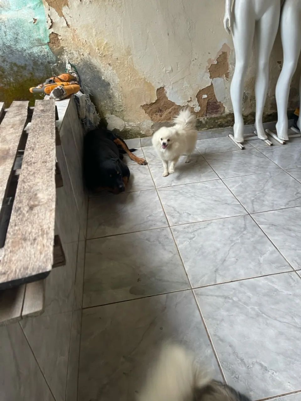 Lulu da pomerânia machinho