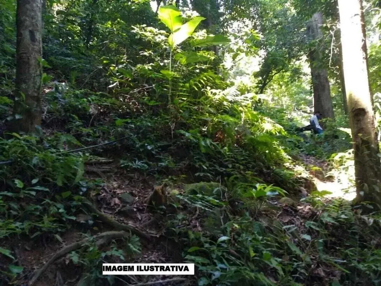 Aptidão para manejo florestal, 1.210 hectares em Nova Ubiratã-MT - Foto 2