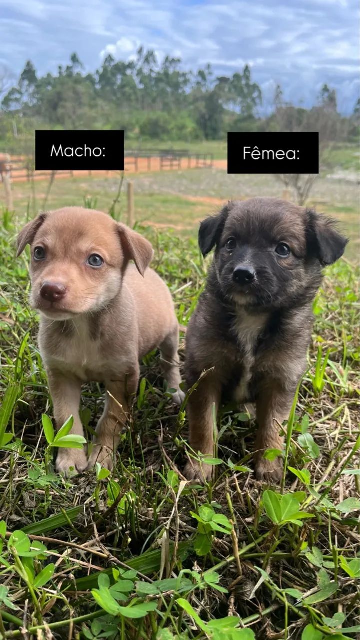 Doação Responsável  - Foto 2