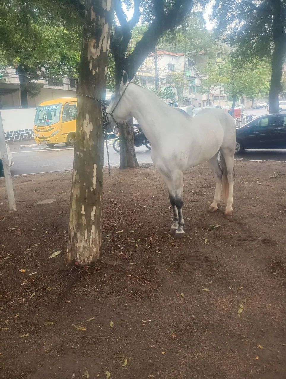 Cavalo mangalarga  - Foto 4