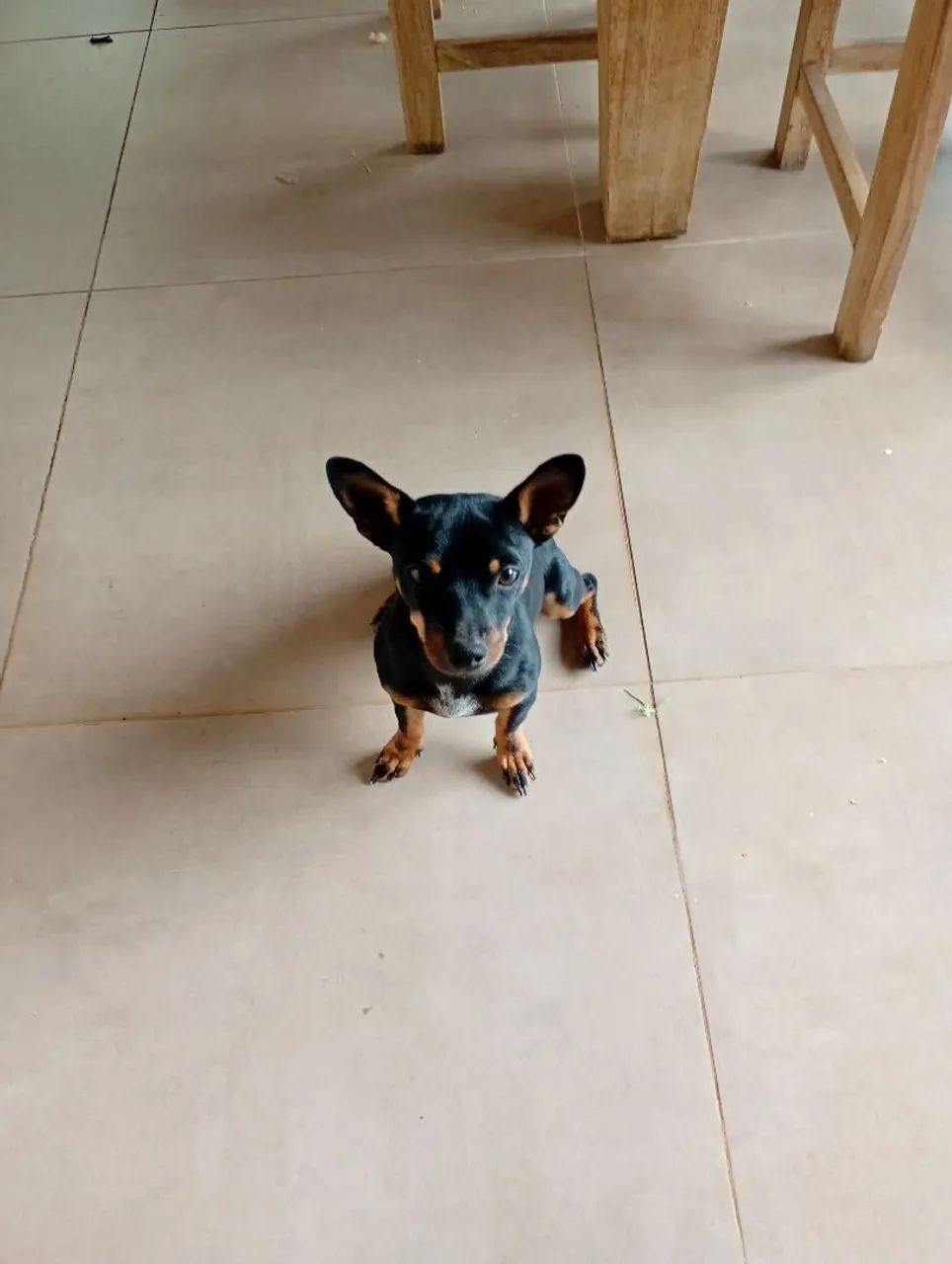 Cãozinho saudável e dócil.
