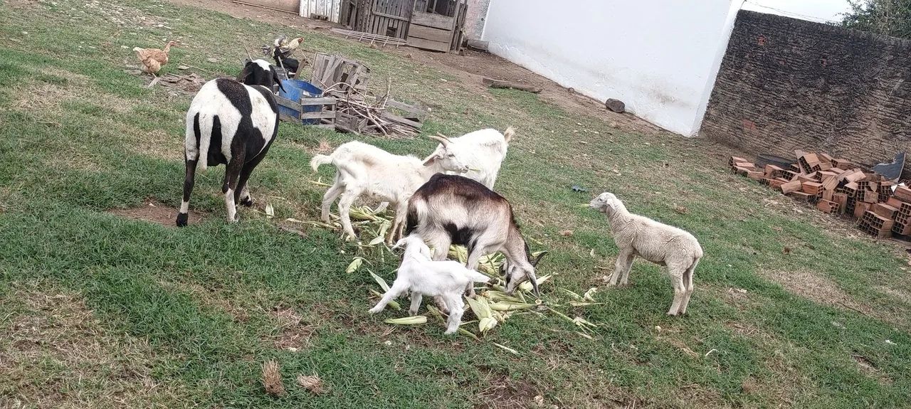 Carneiros e cabritos - Foto 4