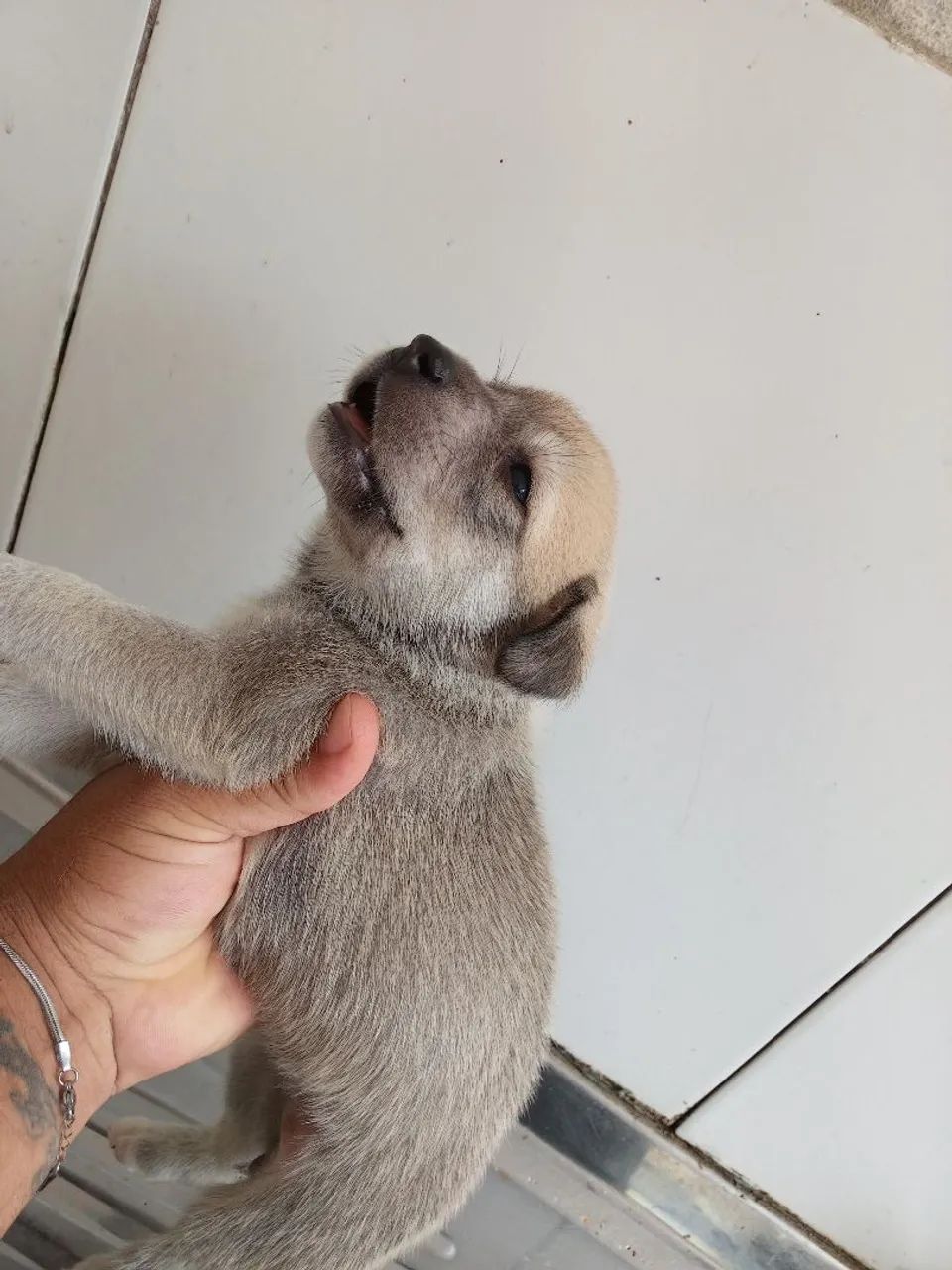 Adoção de filhotes - Foto 3