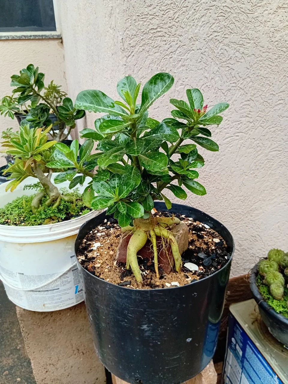 Rosa do deserto na rocha  - Foto 3